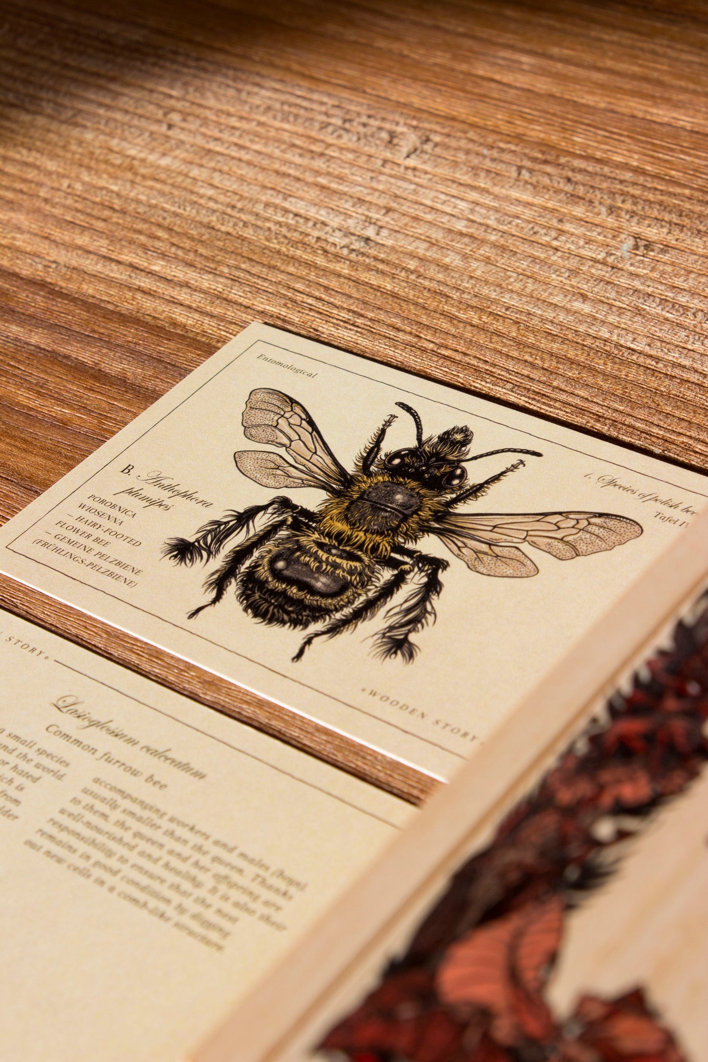 Wooden Puzzle Blocks - Bees Species