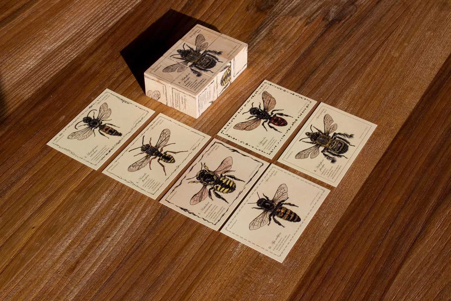 Blocks Species of bees