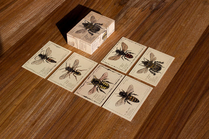 Blocks Species of bees